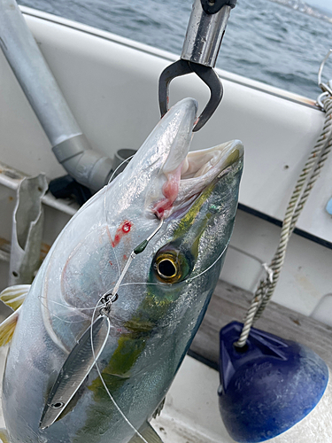 メジロの釣果