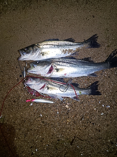 シーバスの釣果