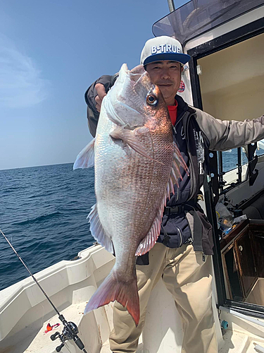 マダイの釣果