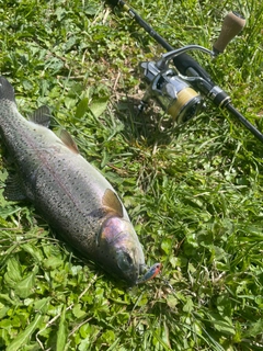 ニジマスの釣果