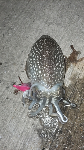 シリヤケイカの釣果