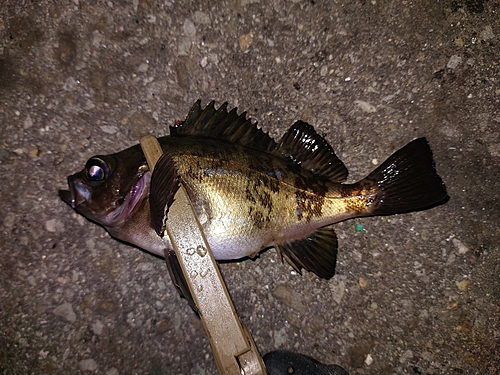 メバルの釣果