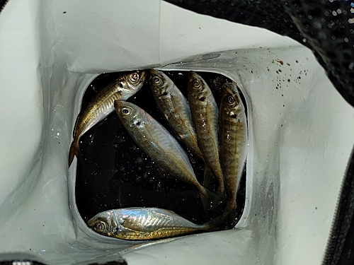 アジの釣果