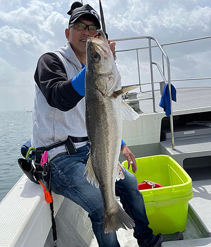 シーバスの釣果