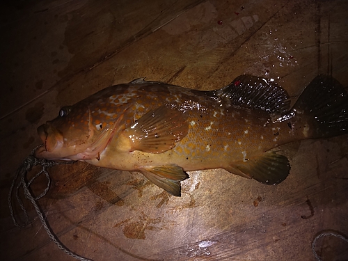 アコウの釣果