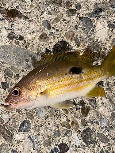 ヨコスジフエダイの釣果