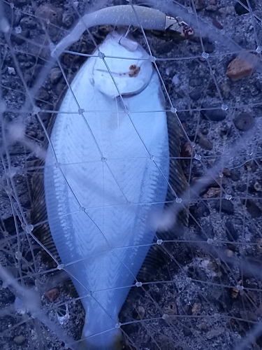 ヒラメの釣果