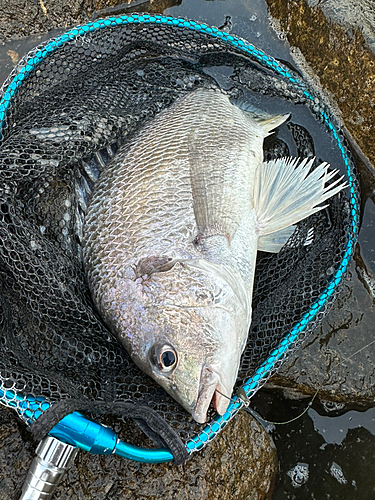 キビレの釣果