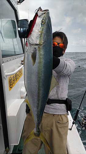 ブリの釣果