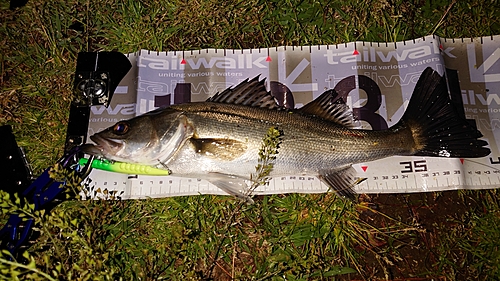 フッコ（マルスズキ）の釣果