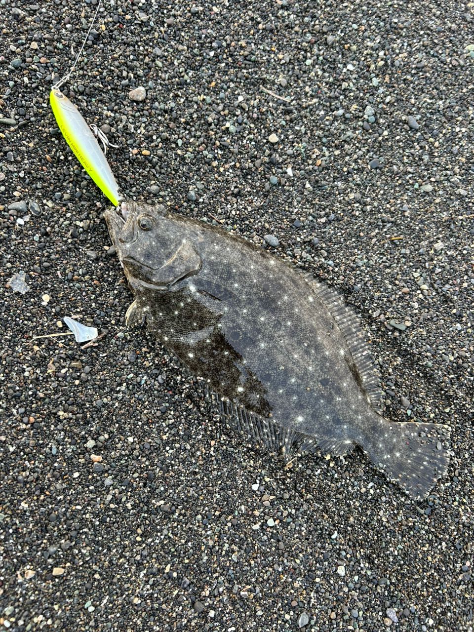 ソゲ