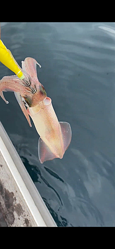 ケンサキイカの釣果