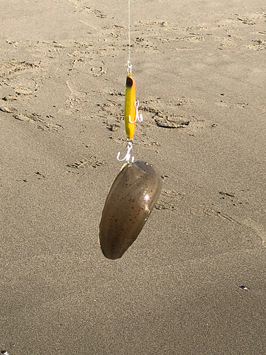 シタビラメの釣果