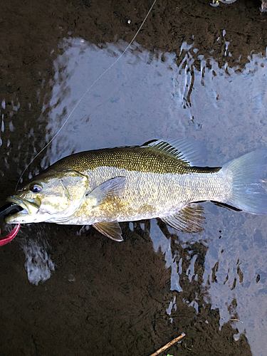 スモールマウスバスの釣果