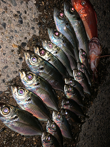 アジの釣果