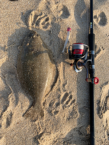 ソゲの釣果