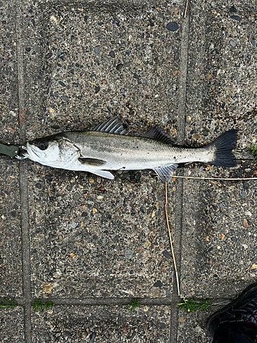 マルスズキの釣果