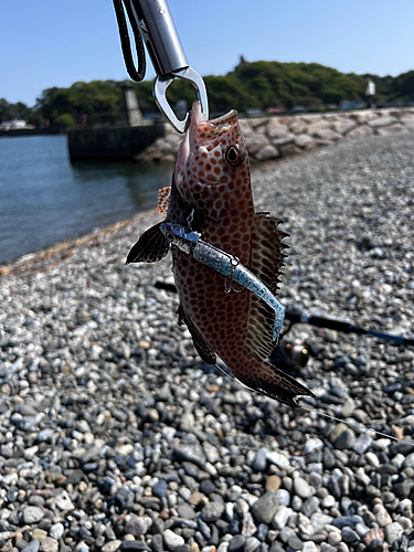 オオモンハタの釣果