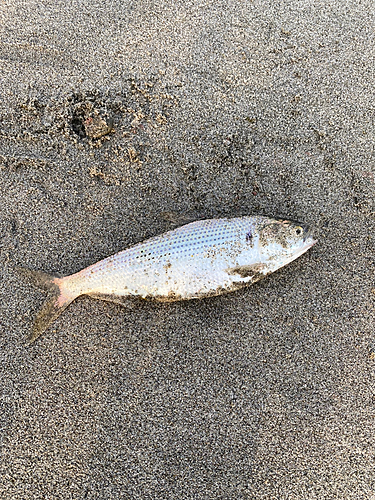 コノシロの釣果