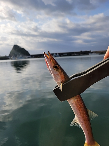 カマスの釣果