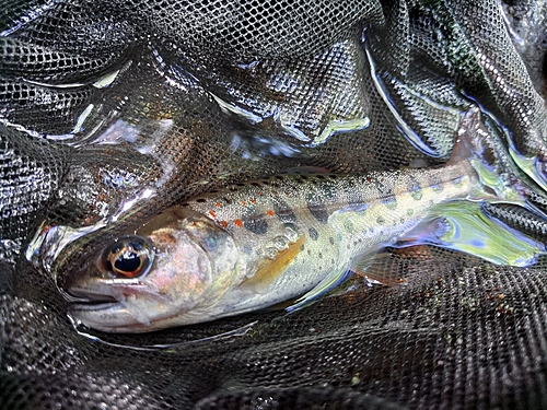 アマゴの釣果