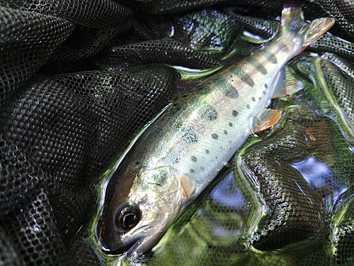 アマゴの釣果