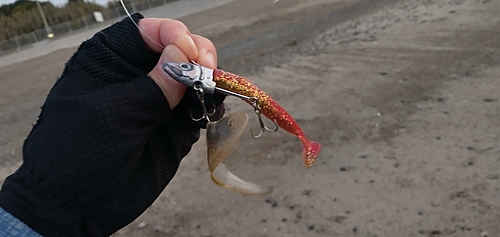 シタビラメの釣果