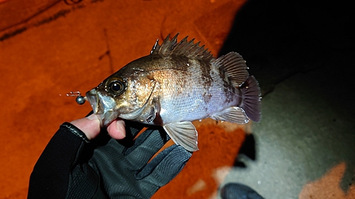 メバルの釣果