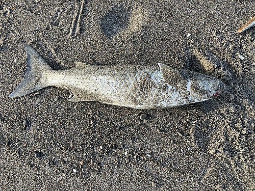 ボラの釣果