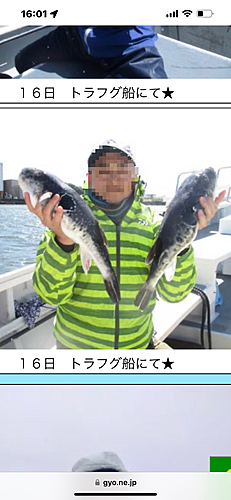 トラフグの釣果