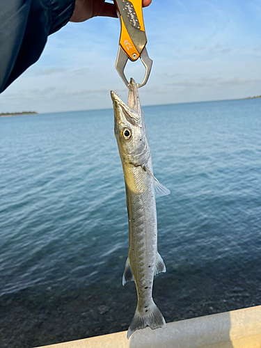 オニカマスの釣果