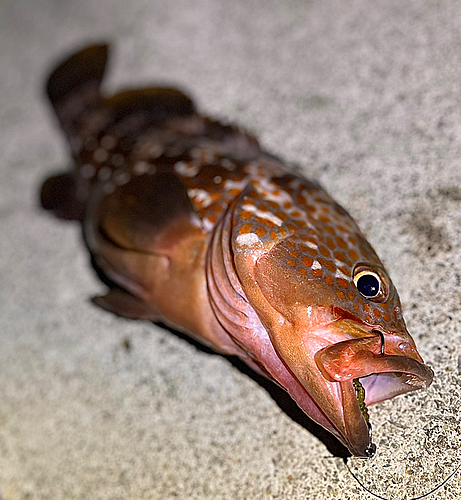 アコウの釣果