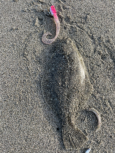 ソゲの釣果