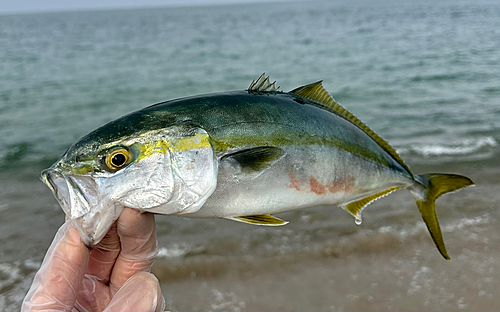 ツバイソの釣果