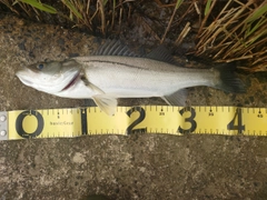 シーバスの釣果