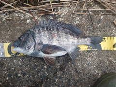 クロダイの釣果