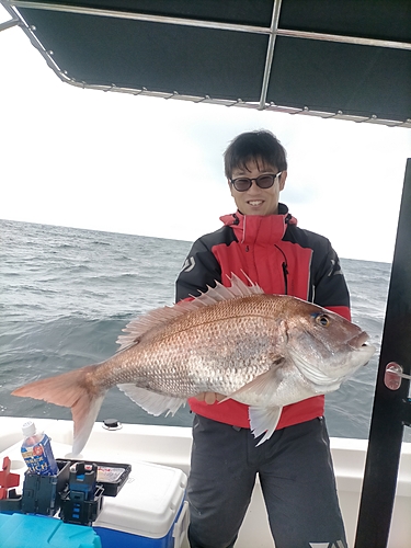 マダイの釣果