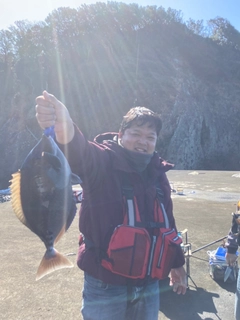 ニザダイの釣果