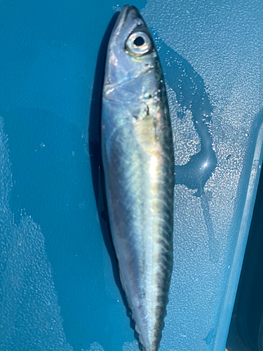 サバの釣果