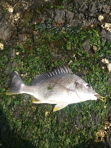 キビレの釣果