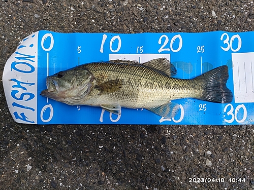 ブラックバスの釣果