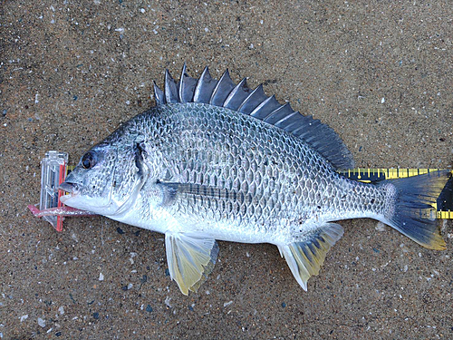 キビレの釣果