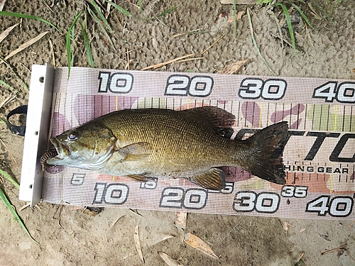 スモールマウスバスの釣果