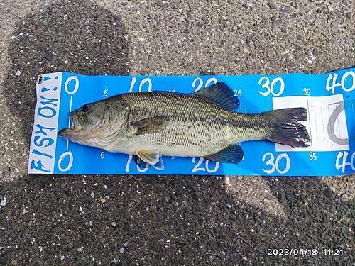 ブラックバスの釣果