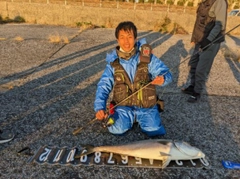 ブリの釣果