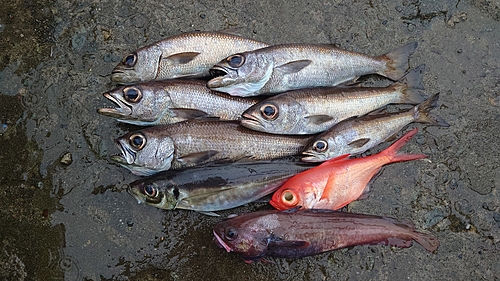 メダイの釣果