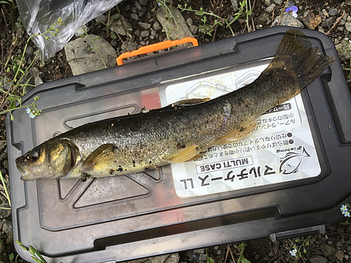 タカハヤの釣果