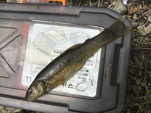 タカハヤの釣果