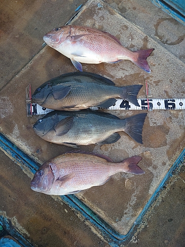 マダイの釣果