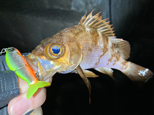 シロメバルの釣果